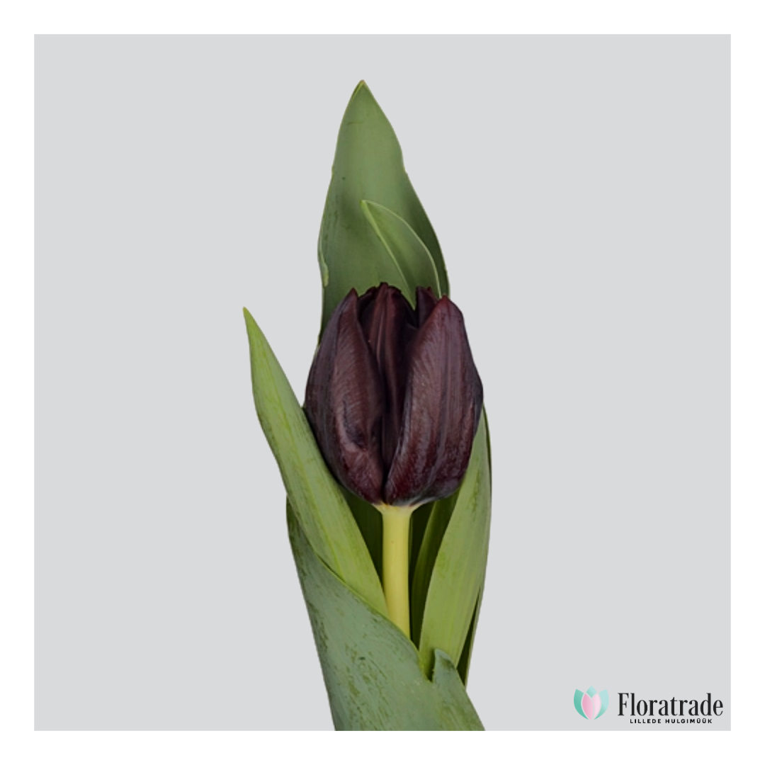 Tulipa si nightshade.png (428 KB)